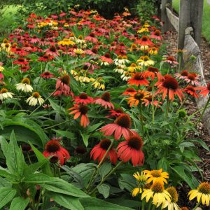 ‘Cheyenne Spirit’ Coneflower