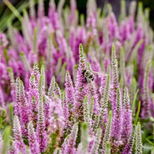 Magic Show? ‘Pink Potion’ Spike Speedwell