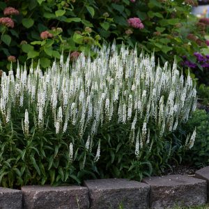 Magic Show? ‘White Wands’ Spike Speedwell