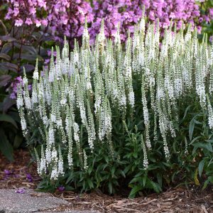 Magic Show? ‘White Wands’ Spike Speedwell