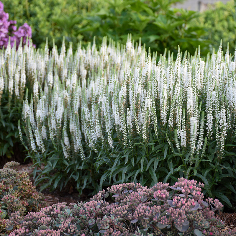 Magic Show? 'White Wands' Spike Speedwell