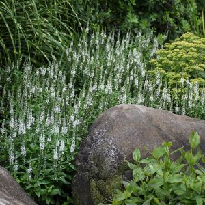 Magic Show? ‘White Wands’ Spike Speedwell