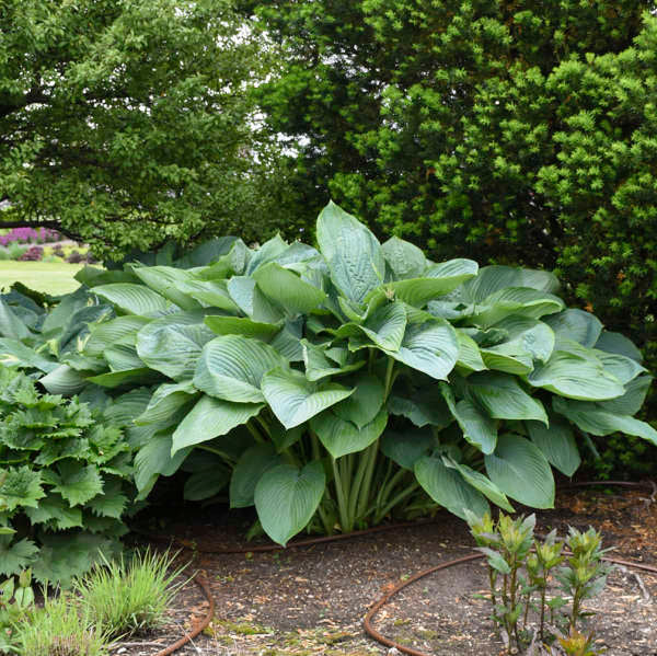 Shadowland? 'Empress Wu' Hosta