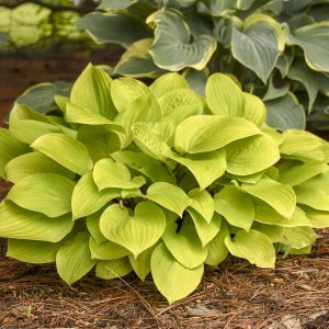 ‘Fire Island’ Hosta