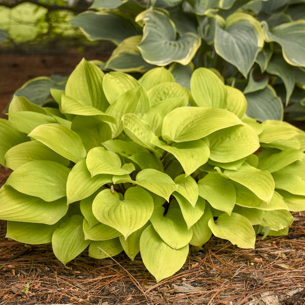 'Fire Island' Hosta