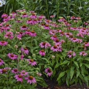 PowWow? Wild Berry Coneflower