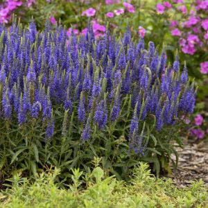 Magic Show? ‘Wizard of Ahhs’ Spike Speedwell
