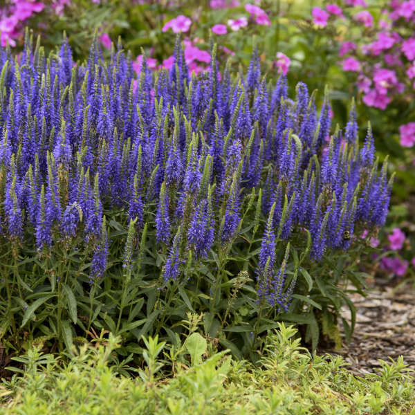 Magic Show? 'Wizard of Ahhs' Spike Speedwell