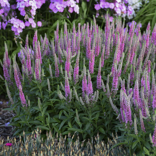 Magic Show? 'Pink Potion' Spike Speedwell