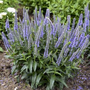 Magic Show? ‘Ever After’ Spike Speedwell