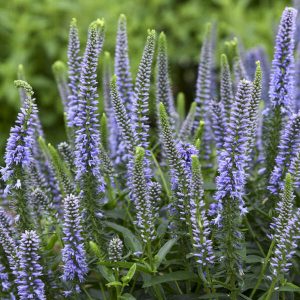 Magic Show? ‘Ever After’ Spike Speedwell