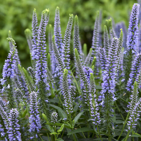 Magic Show? 'Ever After' Spike Speedwell