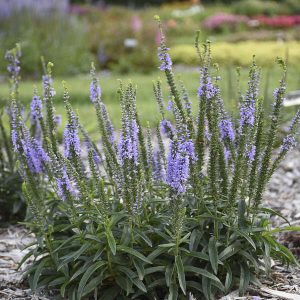 Magic Show? ‘Ever After’ Spike Speedwell