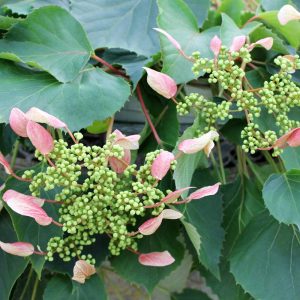 Rose Sensation? False Hydrangea Vine