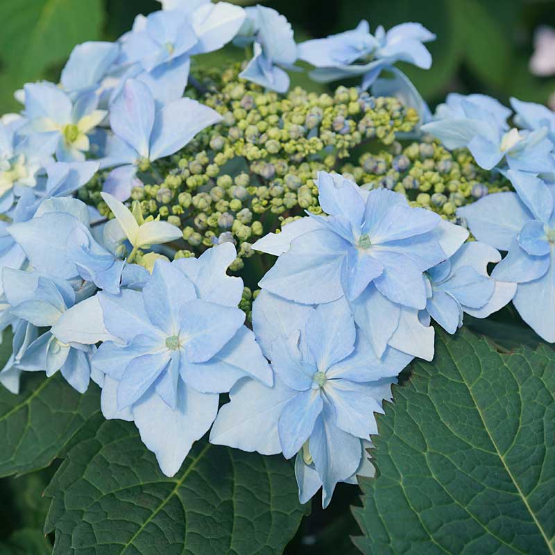 Tuff Stuff Ah-Ha? Mountain Hydrangea