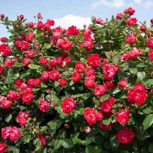 Oso Easy Double Red? Rose
