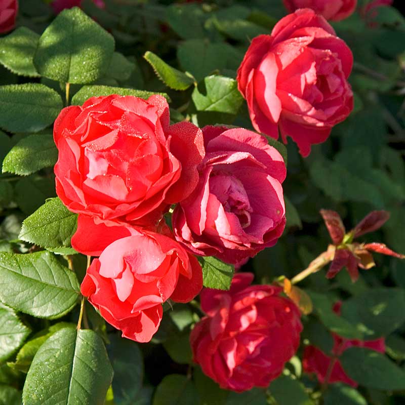 Oso Easy Double Red? Rose