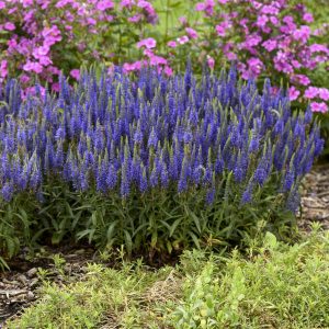 Magic Show? ‘Wizard of Ahhs’ Spike Speedwell