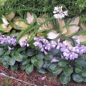 ‘Blue Mouse Ears’ Hosta