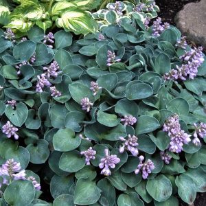 ‘Blue Mouse Ears’ Hosta