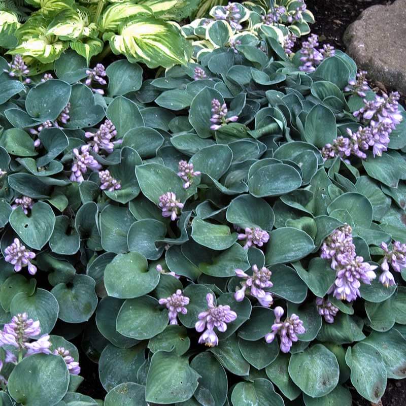'Blue Mouse Ears' Hosta