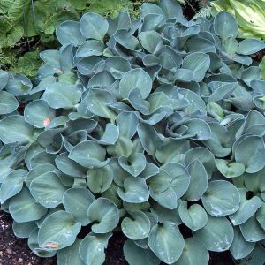 ‘Blue Mouse Ears’ Hosta