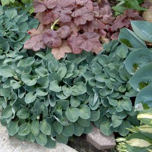 ‘Blue Mouse Ears’ Hosta