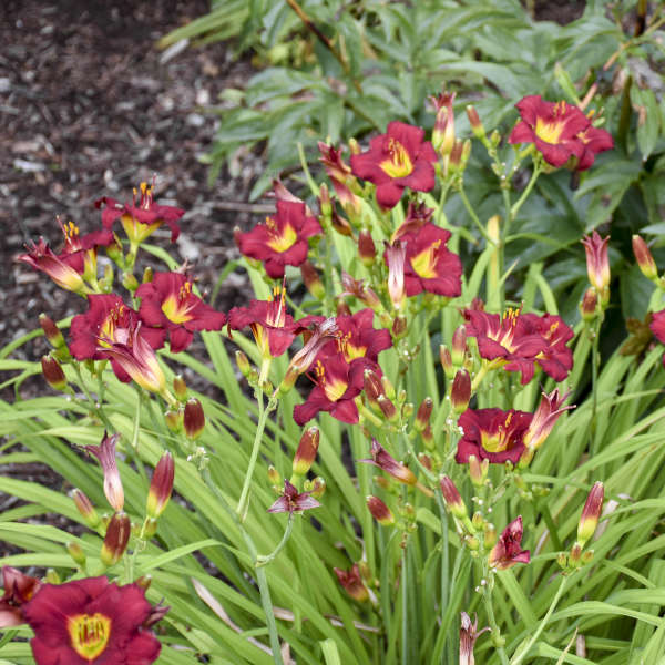 'Pardon Me' Daylily