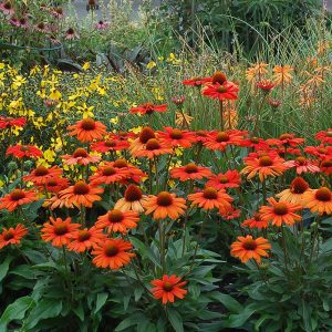 Kismet? Intense Orange Coneflower
