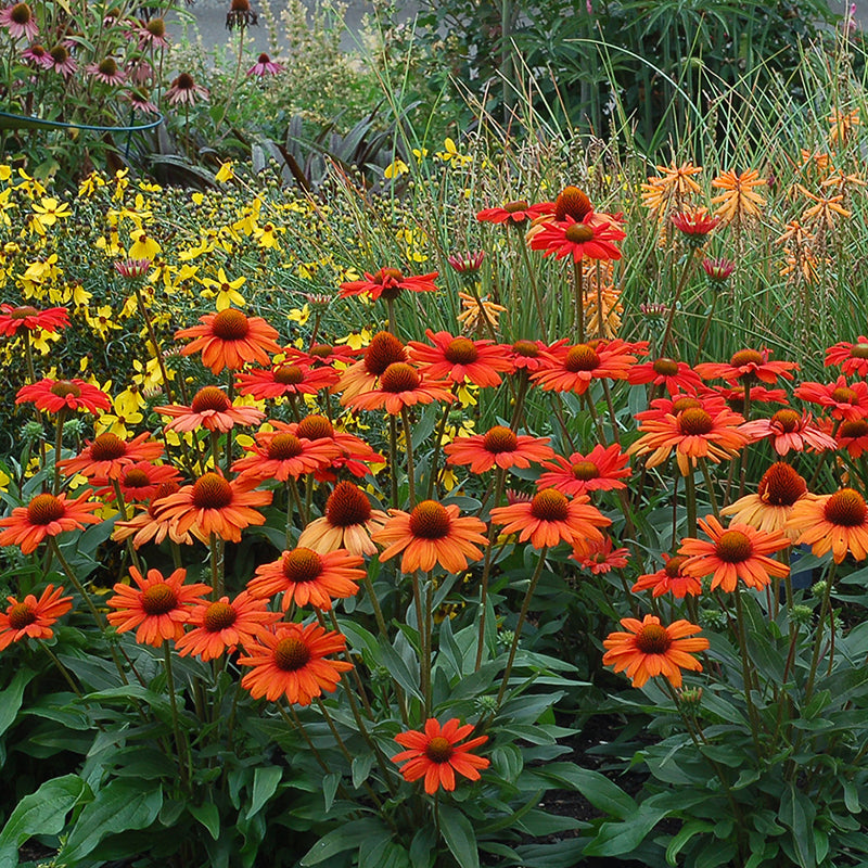 Kismet? Intense Orange Coneflower