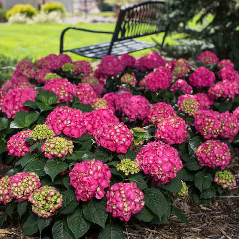 Endless Summer? Summer Crush? Bigleaf Hydrangea