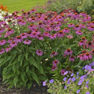 PowWow? Wild Berry Coneflower