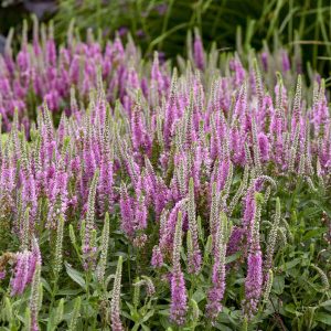 Magic Show? ‘Pink Potion’ Spike Speedwell