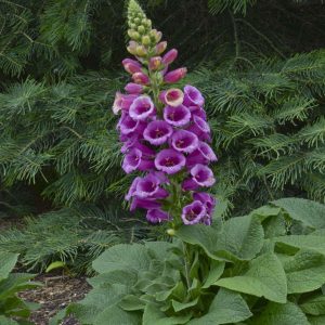‘Candy Mountain’ Foxglove