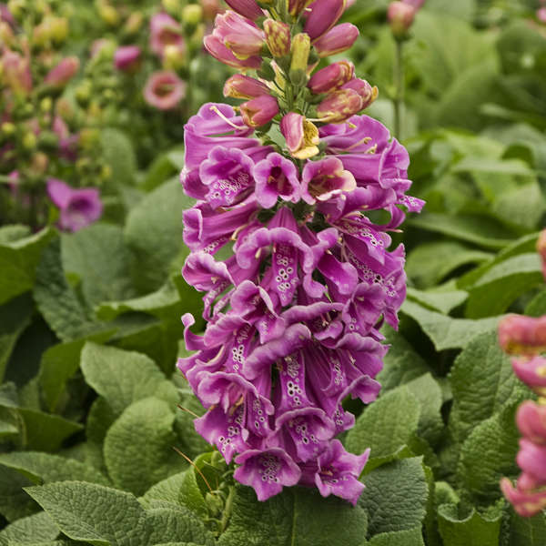 'Candy Mountain' Foxglove