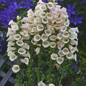 ‘Dalmatian Peach’ Foxglove
