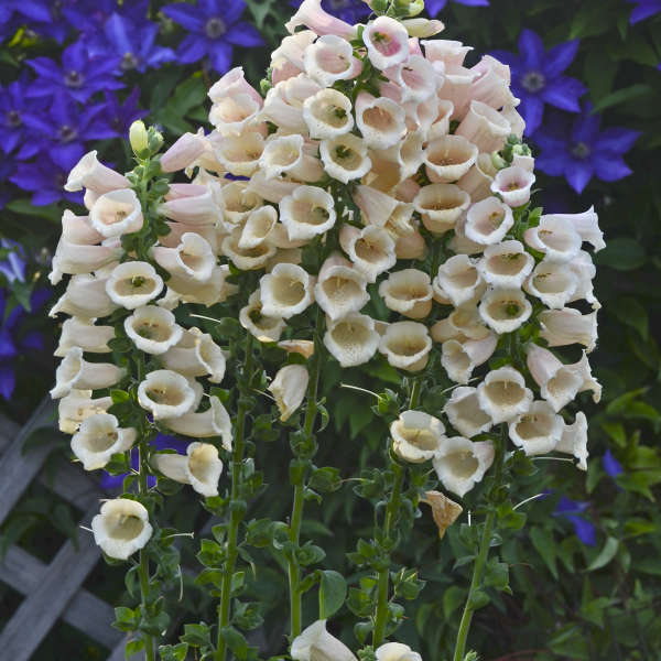 'Dalmatian Peach' Foxglove