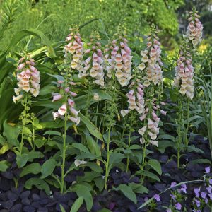 ‘Dalmatian Peach’ Foxglove