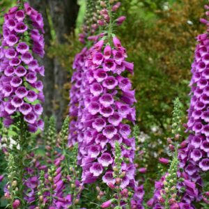 ‘Dalmatian Purple’ Foxglove