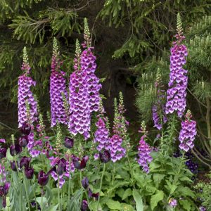 ‘Dalmatian Purple’ Foxglove