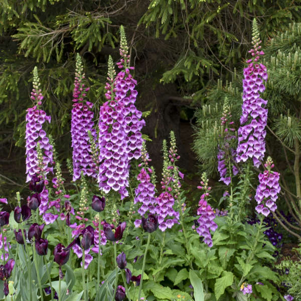 'Dalmatian Purple' Foxglove