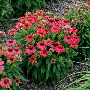 Summersong? Firefinch? Coneflower