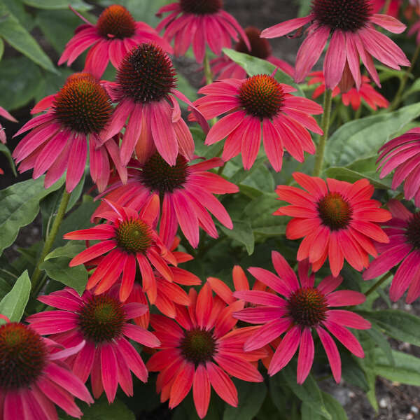 Summersong? Firefinch? Coneflower