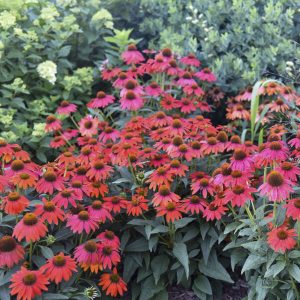 Summersong? Firefinch? Coneflower