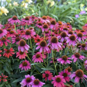 Summersong? Firefinch? Coneflower
