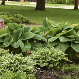 Shadowland? ‘Empress Wu’ Hosta