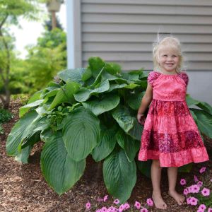 Shadowland? ‘Empress Wu’ Hosta