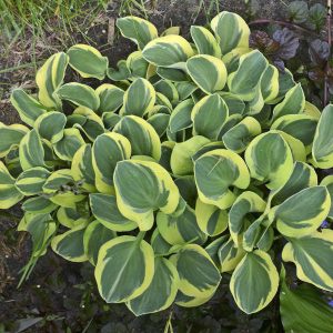 ‘Mighty Mouse’ Hosta