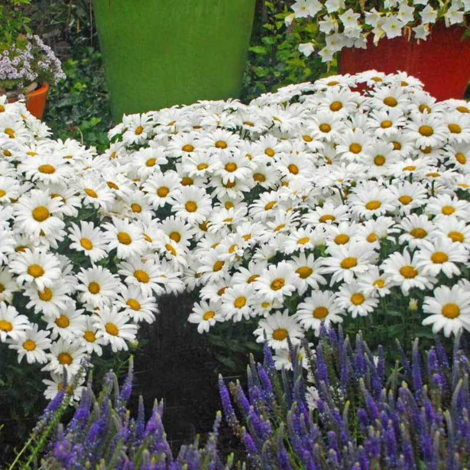Amazing Daisies? Daisy May? Shasta Daisy
