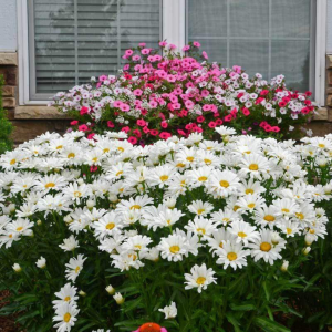 Amazing Daisies? Daisy May? Shasta Daisy